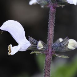 Salvia mouretii