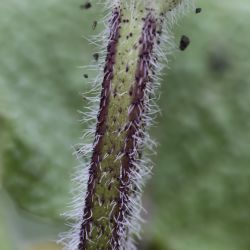 Salvia mouretii