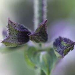 Salvia mouretii
