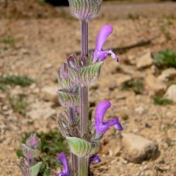 Salvia phlomoides subsp. africana