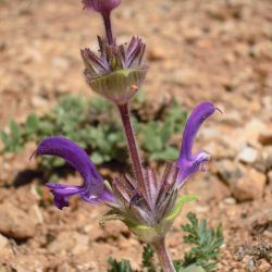 Salvia phlomoides subsp. africana