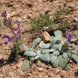 Salvia phlomoides subsp. africana