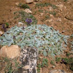 Salvia phlomoides subsp. africana