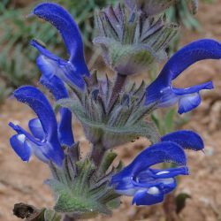 Salvia phlomoides subsp. africana