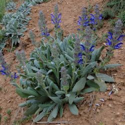 Salvia phlomoides subsp. africana