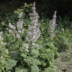 Salvia sclarea
