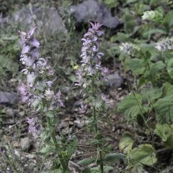 Salvia sclarea