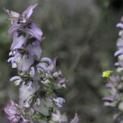 Salvia sclarea