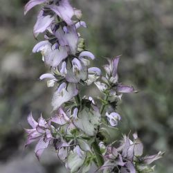 Salvia sclarea