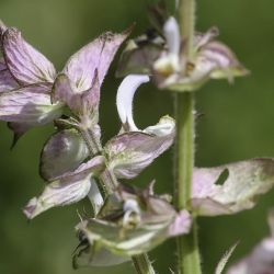 Salvia sclarea
