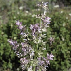 Salvia sclarea