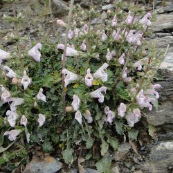 Salvia taraxacifolia