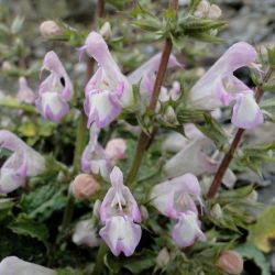 Salvia taraxacifolia