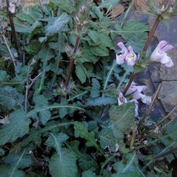 Salvia taraxacifolia