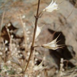 Salvia taraxacifolia