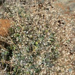 Salvia taraxacifolia