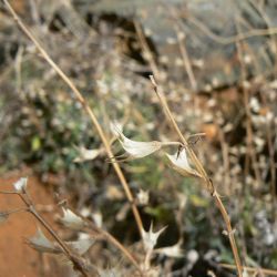 Salvia taraxacifolia