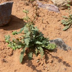 Salvia verbenaca