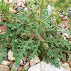 Salvia verbenaca