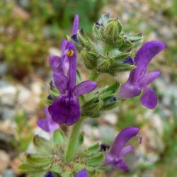 Salvia verbenaca