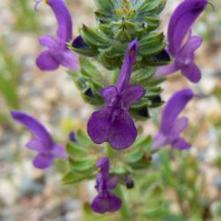 Salvia verbenaca