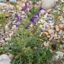 Salvia verbenaca