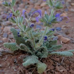 Salvia verbenaca