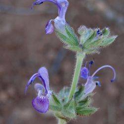 Salvia verbenaca