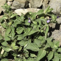Salvia viridis