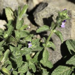 Salvia viridis
