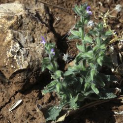 Salvia viridis