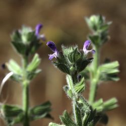 Salvia viridis