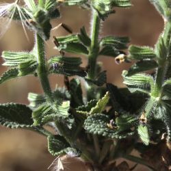 Salvia viridis