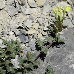 Scutellaria orientalis subsp. demnatensis