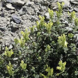 Scutellaria orientalis subsp. demnatensis