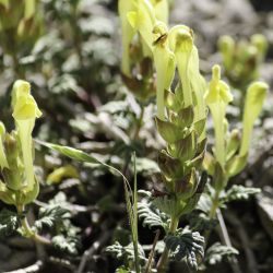 Scutellaria orientalis subsp. demnatensis