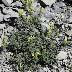 Scutellaria orientalis subsp. demnatensis