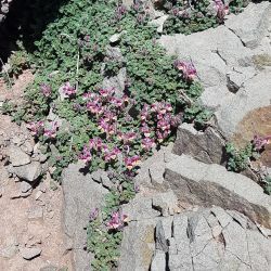 Scutellaria orientalis subsp. porphyrantha