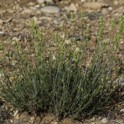 Sideritis arborescens