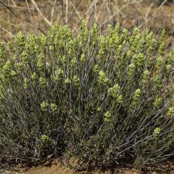 Sideritis arborescens