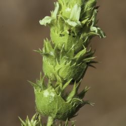 Sideritis arborescens