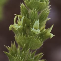 Sideritis arborescens