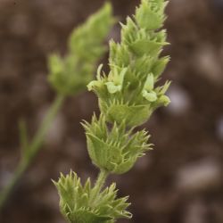 Sideritis arborescens