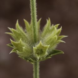 Sideritis arborescens