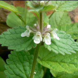 Sideritis cossoniana