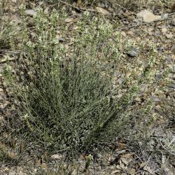 Sideritis incana subsp. incana