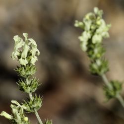Sideritis incana subsp. incana