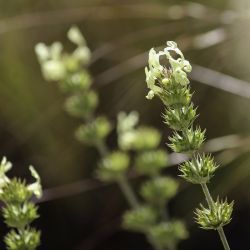 Sideritis incana subsp. incana