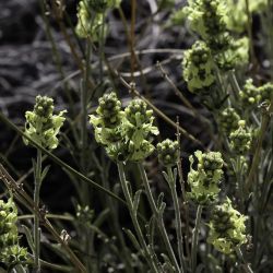 Sideritis incana subsp. incana