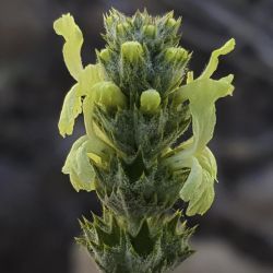 Sideritis incana subsp. incana